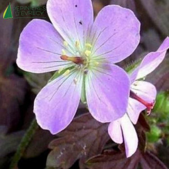 GERANIUM  Espresso  Cont.3/4 L 