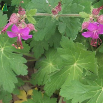 GERANIUM macrorrhizum  Godet 8/9 