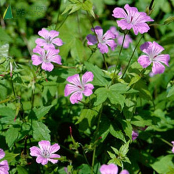 GERANIUM nodosum  Godet 8/9 