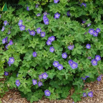 GERANIUM Rozanne