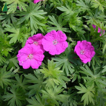 GERANIUM sanguineum  Cont.3/4 L 
