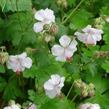 GERANIUM cantabr Biokovo  Godet 8/9 