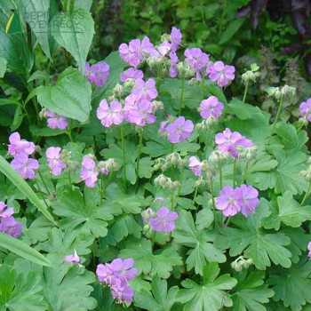 GERANIUM cantabr. Cambridge  Cont.3/4 L 