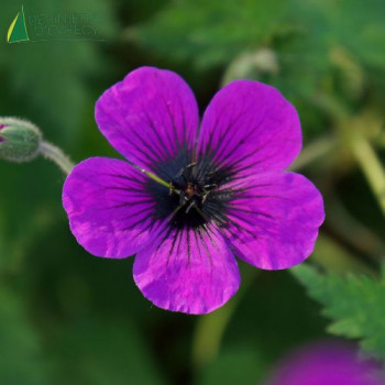GERANIUM  Dragon heart  Cont.3/4 L 