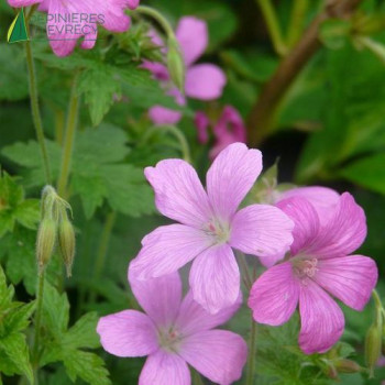 GERANIUM endresii Wargrave pink  Cont.3/4 L 