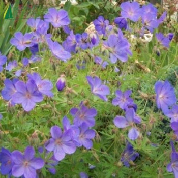 GERANIUM hyb.johnson S blue  Godet 8/9 