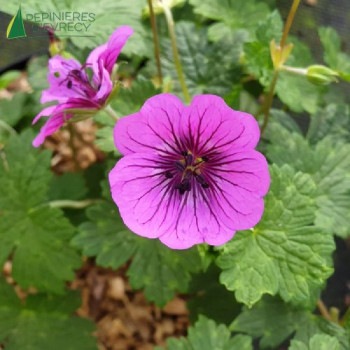 GERANIUM  pink Penny  Cont.3/4 L 