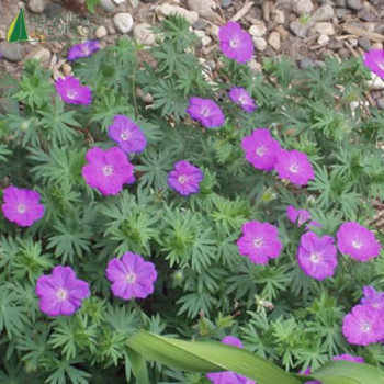 GERANIUM sanguineum Vision