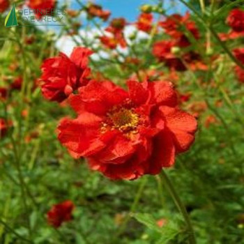 GEUM chiloense Mrs bradshaw