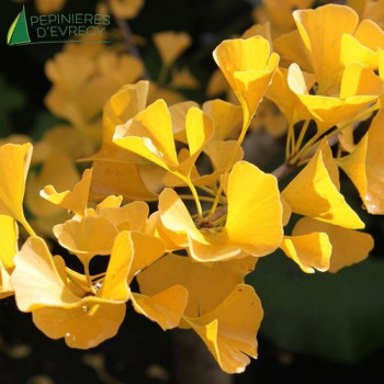 GINKGO biloba Blagon