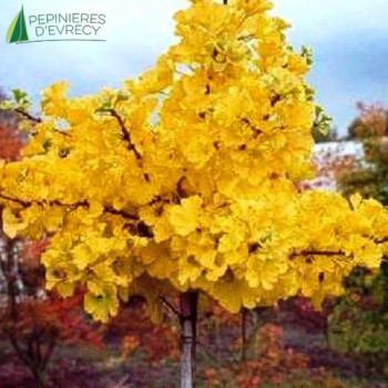 GINKGO biloba Mariken