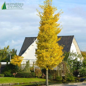 GINKGO biloba Princeton Sentry