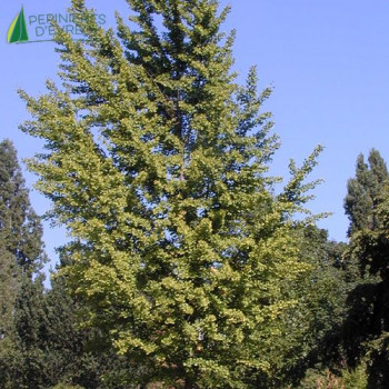 GINKGO biloba