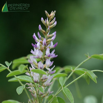 GLYCYRRHIZA glabra
