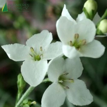 GOMPHOSTIGMA virgatum White Candy