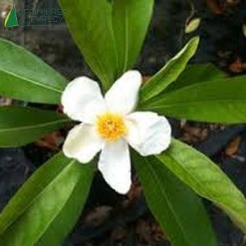 GORDLINIA grandiflora