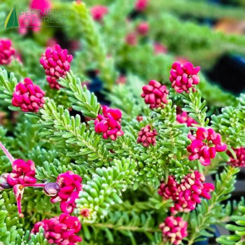 GREVILLEA lanigera Mount tamboritha