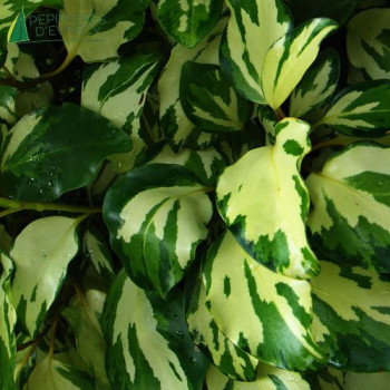 GRISELINIA littoralis Bantry bay