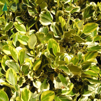 GRISELINIA littoralis Variegata 100/125 Cont.30 L 