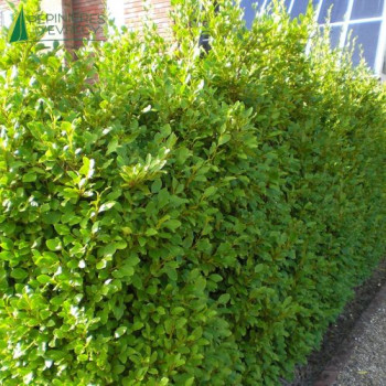 GRISELINIA littoralis