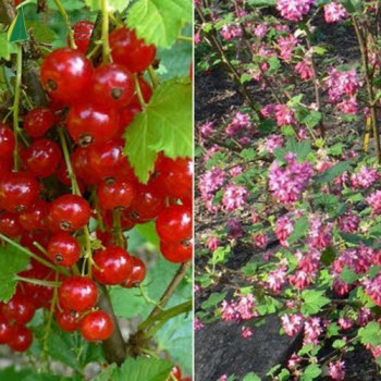 GROSEILLIER grappes Jonkher van test (ribes rubrum)