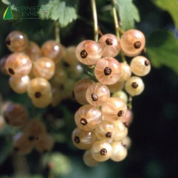 GROSEILLIER grappes blanche (ribes rubrum)