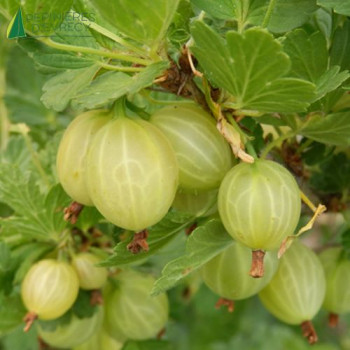 GROSEILLIER maquereaux Blanc (ribes uva crispa)