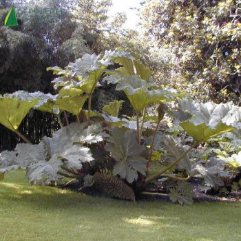 GUNNERA tinctoria Manicata  Cont.3/4 L 
