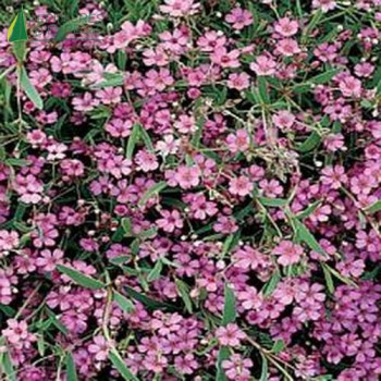 GYPSOPHILE repens