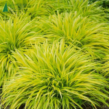 HAKONECHLOA macra All Gold  Cont.3/4 L 