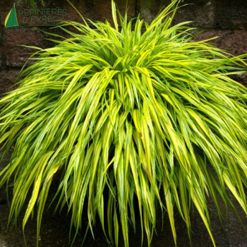 HAKONECHLOA macra Aureola