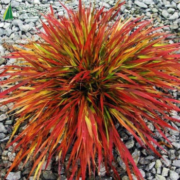 HAKONECHLOA macra Nicolas