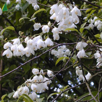 HALESIA carolina