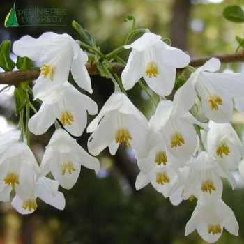 HALESIA monticola Variegata