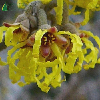 HAMAMELIS x intermedia Arnold promise  Cont.3/4 L 