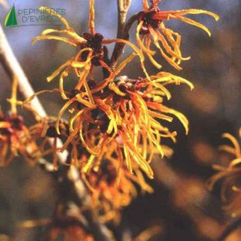 HAMAMELIS x intermedia Jelena