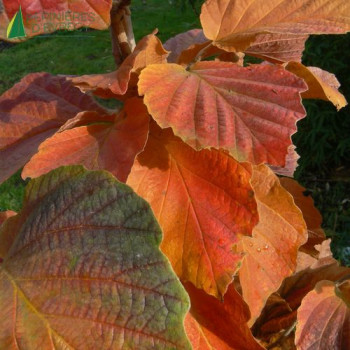 HAMAMELIS x intermedia Yamina