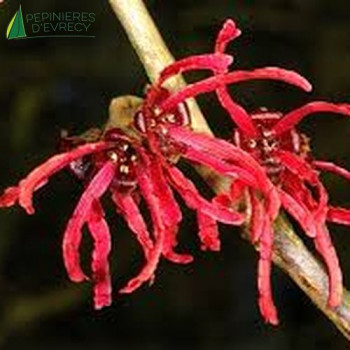 HAMAMELIS x intermedia Ruby glow 60/80 Cont.5/7.5 L 