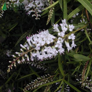 HEBE microphylla  Cont.3/4 L 