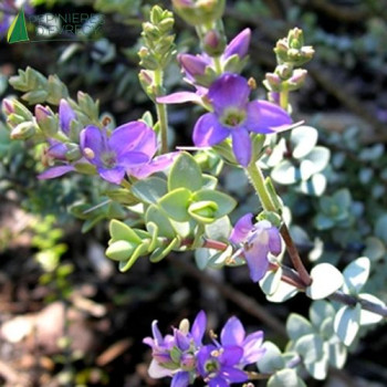 HEBE PIMELEOIDES QUICKSILVER  Cont.3/4 L 