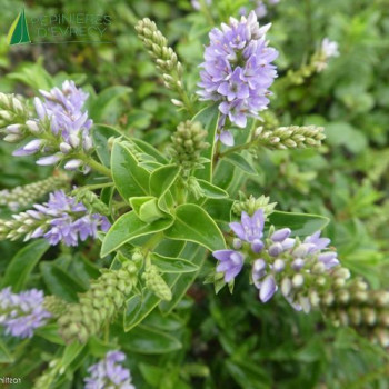 HEBE  Sapphire
