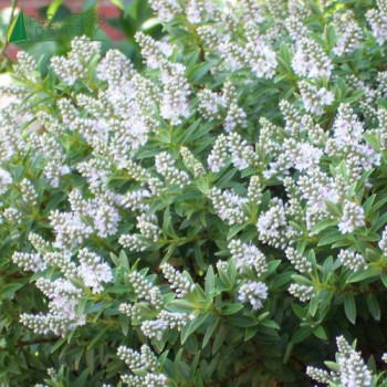 HEBE  White Gem  Cont.2/2.5 L 