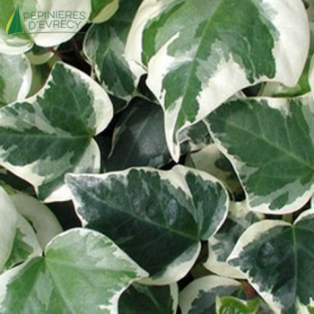 HEDERA algeriensis Gloire de marengo 40/60 Cont.2/2.5 L 