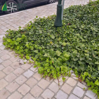 HEDERA algeriensis Algerian Bellecour