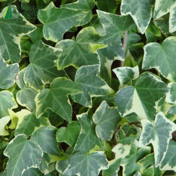 HEDERA helix Glacier