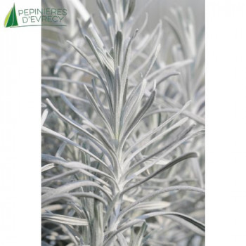 HELICHRYSUM apiculatum Korma  Cont.3/4 L 