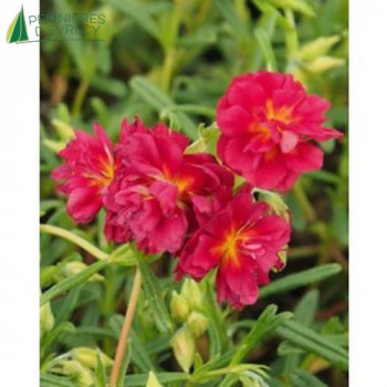 HELIANTHEMUM cerise Queen  Godet 8/9 