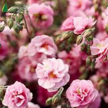 HELIANTHEMUM annabelle  Godet 8/9 
