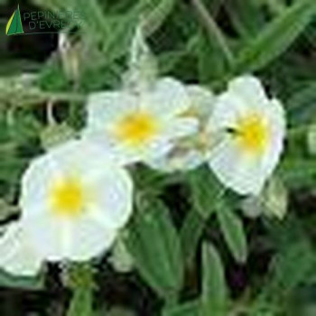 HELIANTHEMUM la Fiancee