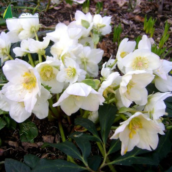 HELLEBORUS niger